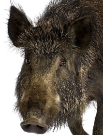 wildschwein_freigestellt